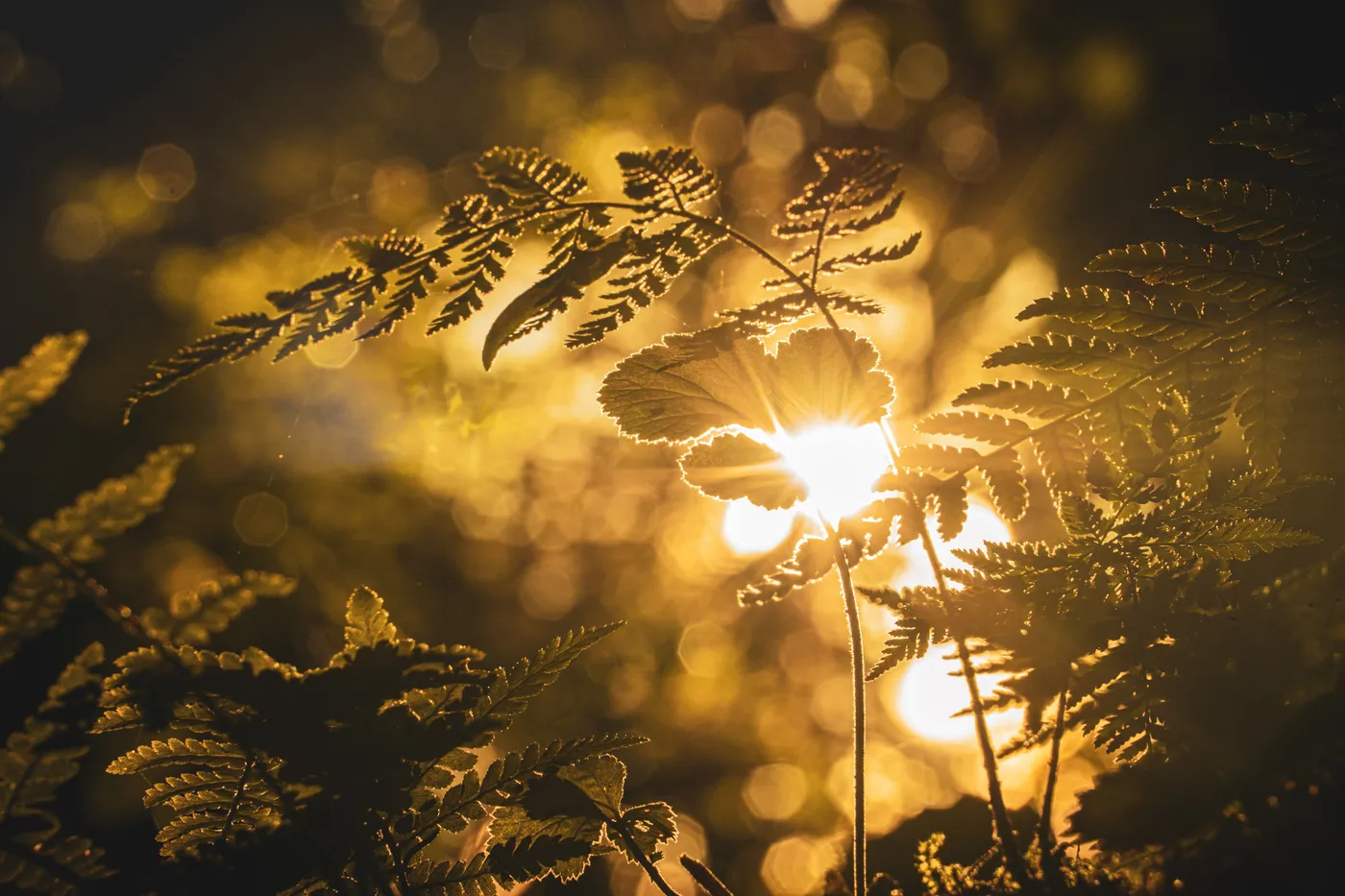 Lumière du soleil filtrant à travers la végétation à l'heure dorée