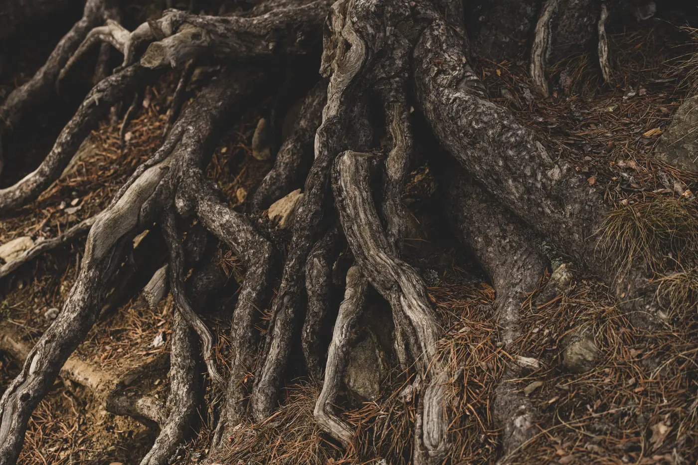 Racines d'un vieil arbre agrippées au sol, image de l'ancrage