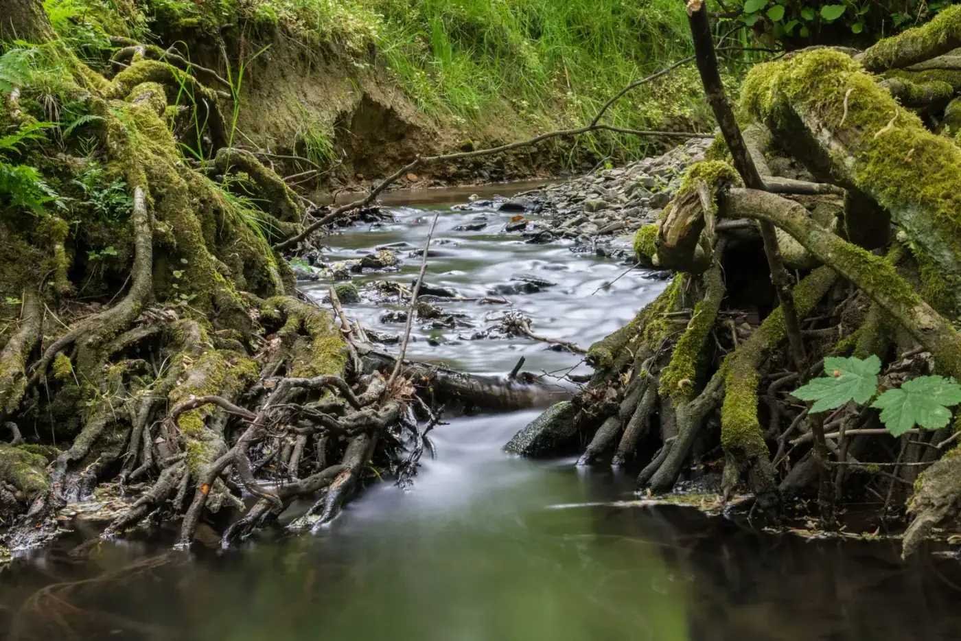 Racines d'un arbre plongeant vers un cours d'eau